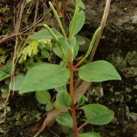 Peperomia leptostachya Hook. & Arn.